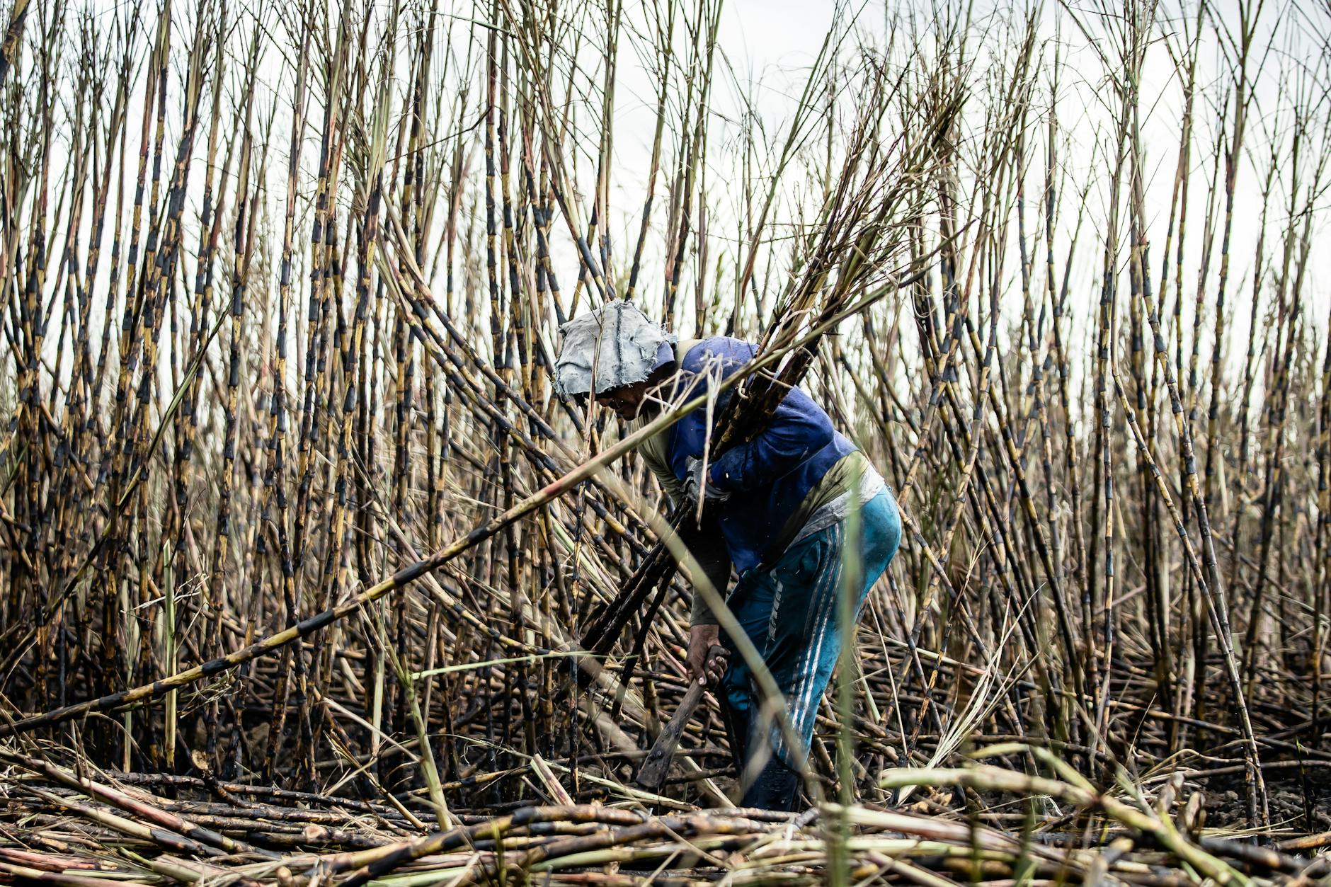 Kakao, kawa i trzcina cukrowa: plantacje Dominikany jako żywe lekcje historii Pracownik ścina trzcinę cukrową na plantacji w słoneczny dzień