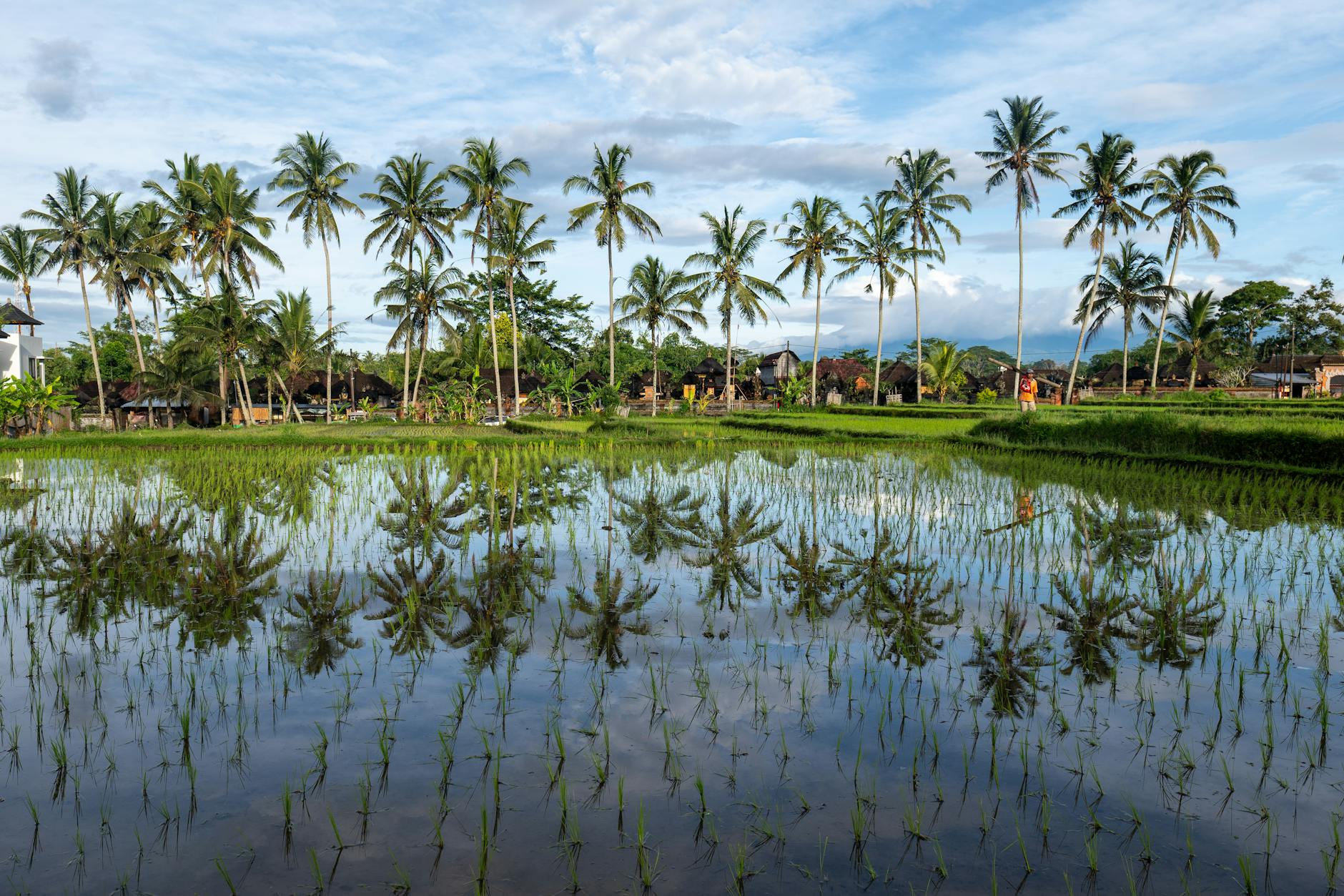 Tarasowe pola ryżowe na Bali z palmami odbijającymi się w wodzie